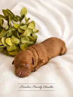 Latte, a female Cavapoo for sale in Baroda, MI – 2 of 2