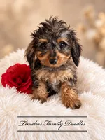 Honor, a male Cavapoo for sale in Baroda, MI – 1 of 3