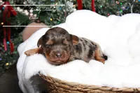 Cedar, a male Cavapoo for sale in Baroda, MI – Photo 2 of 2