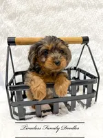 Cedar, a male Cavapoo for sale in Baroda, MI – Photo 1 of 2