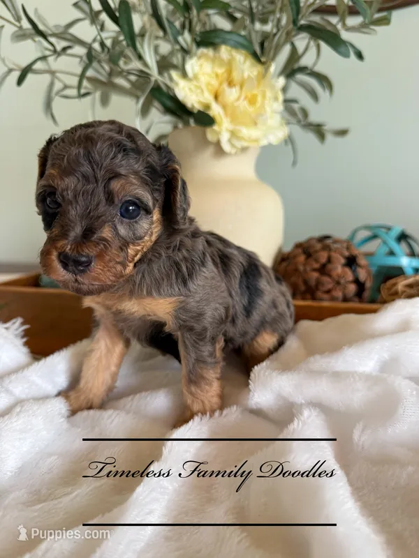 Freedom – Cavapoo puppy for sale in Baroda, MI