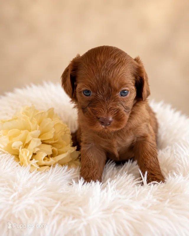 Java – Cavapoo puppy for sale in Baroda, MI