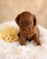 Java, a female Cavapoo for sale in Baroda, MI – 1 of 2