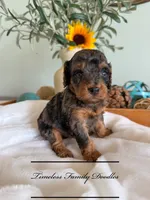 Valor, a male Cavapoo for sale in Baroda, MI – 1 of 1