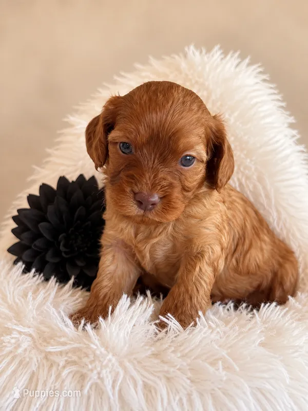 Brew – Cavapoo puppy for sale in Baroda, MI