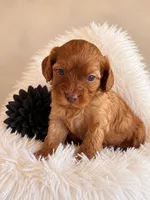 Brew, a male Cavapoo for sale in Baroda, MI – 1 of 2