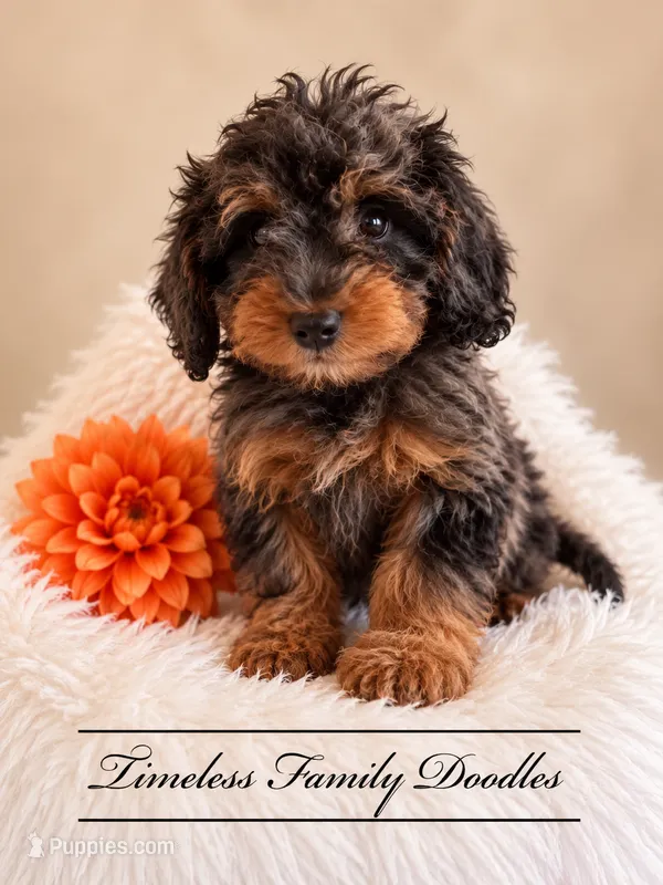 Valor – Cavapoo puppy for sale in Baroda, MI