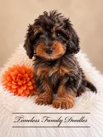 Valor, a male Cavapoo for sale in Baroda, MI – 1 of 3