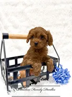 Donald, a male Cavapoo for sale in Baroda, MI – Photo 1 of 2