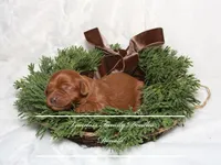 Donald, a male Cavapoo for sale in Baroda, MI – Photo 2 of 2