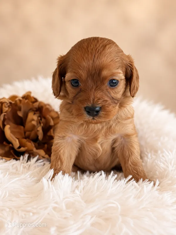 Mocha – Cavapoo puppy on hold in Baroda, MI