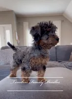 Holly, a female Cavapoo for sale in Baroda, MI – Photo 1 of 4