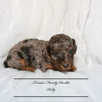 Holly, a female Cavapoo for sale in Baroda, MI – Photo 3 of 4