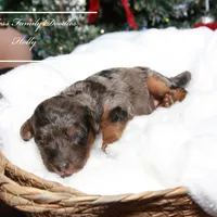 Holly, a female Cavapoo for sale in Baroda, MI – Photo 4 of 4