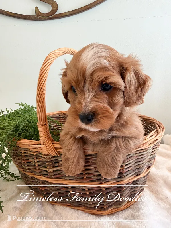 Justice – Cavapoo puppy for sale in Baroda, MI