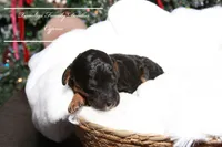 Cypress, a female Cavapoo for sale in Baroda, MI – Photo 2 of 2