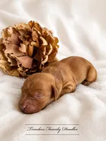 Mocha, a male Cavapoo for sale in Baroda, MI – 2 of 2