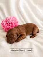 Chai, a female Cavapoo for sale in Baroda, MI – 2 of 2