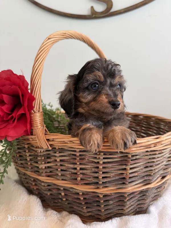 Honor – Cavapoo puppy for sale in Baroda, MI