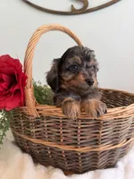 Honor, a male Cavapoo for sale in Baroda, MI – 2 of 3
