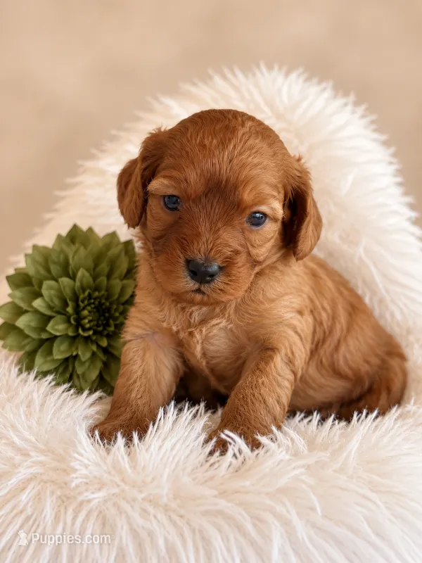 Latte – Cavapoo puppy for sale in Baroda, MI