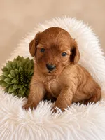 Latte, a female Cavapoo for sale in Baroda, MI – 1 of 2
