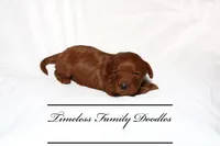 Vanilla, a female Cavapoo for sale in Baroda, MI – Photo 2 of 2