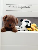 Vanilla, a female Cavapoo for sale in Baroda, MI – Photo 1 of 2