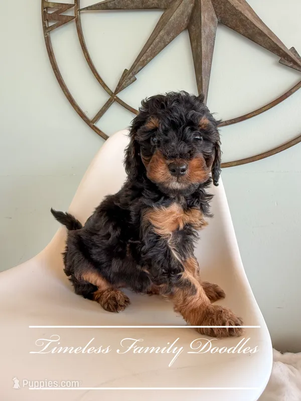 Independence  – Cavapoo puppy for sale in Baroda, MI