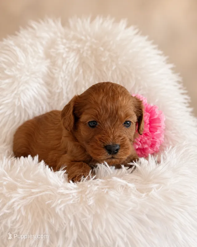 Chai – Cavapoo puppy for sale in Baroda, MI