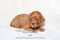 Goofy, a male Cavapoo for sale in Baroda, MI – Photo 1 of 2