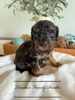 Independence , a female Cavapoo for sale in Baroda, MI – 1 of 1