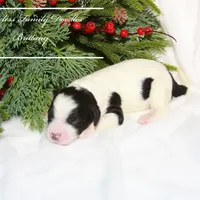 Brittany, a female Sheepadoodle for sale in Baroda, MI – Photo 2 of 2