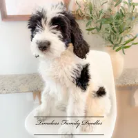 Brittany, a female Sheepadoodle for sale in Baroda, MI – Photo 1 of 2