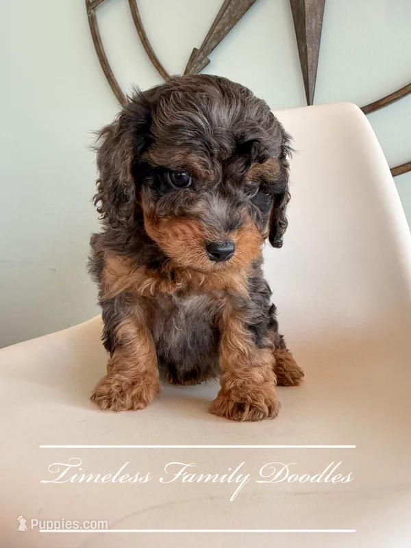 Valor – Cavapoo puppy for sale in Baroda, MI