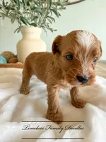 Justice, a male Cavapoo for sale in Baroda, MI – 1 of 1