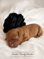 Brew, a male Cavapoo for sale in Baroda, MI – 2 of 2