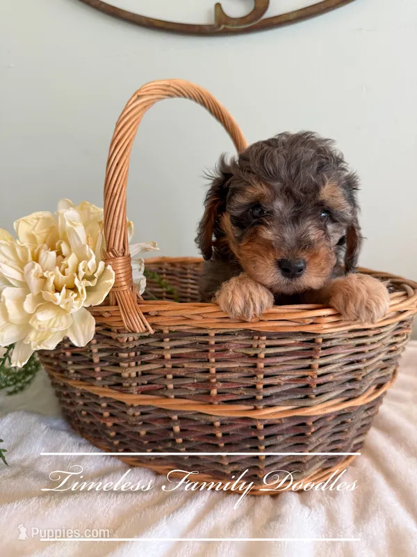 Freedom – Cavapoo puppy for sale in Baroda, MI
