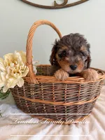 Freedom, a female Cavapoo for sale in Baroda, MI – 1 of 2