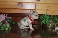 Angel , a female French Bulldog for sale in Monroe, IN – 3 of 3