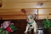Alice , a female French Bulldog for sale in Monroe, IN – 2 of 5