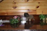 Alex, a male French Bulldog for sale in Monroe, IN – 3 of 3
