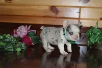 Alice , a female French Bulldog for sale in Monroe, IN – 5 of 5