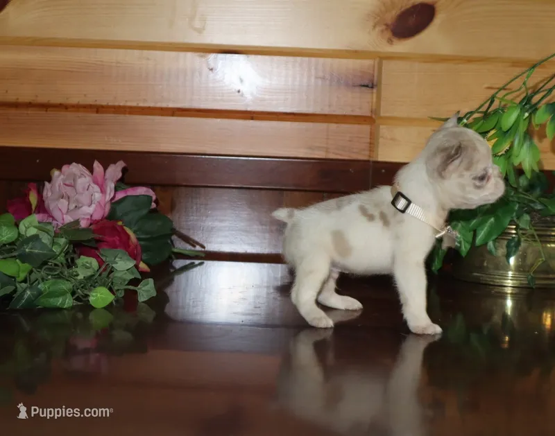 Alexia  – French Bulldog puppy for sale in Monroe, IN