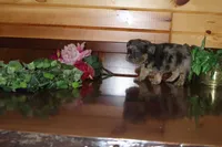Austin , a male French Bulldog for sale in Monroe, IN – 3 of 3