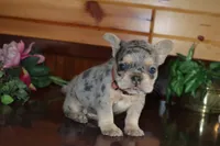 Angela , a female French Bulldog for sale in Monroe, IN – 4 of 4