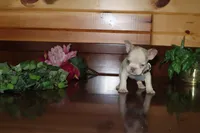 Alexia , a male French Bulldog for sale in Monroe, IN – 2 of 3