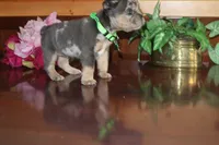 Amber , a female French Bulldog for sale in Monroe, IN – 5 of 6