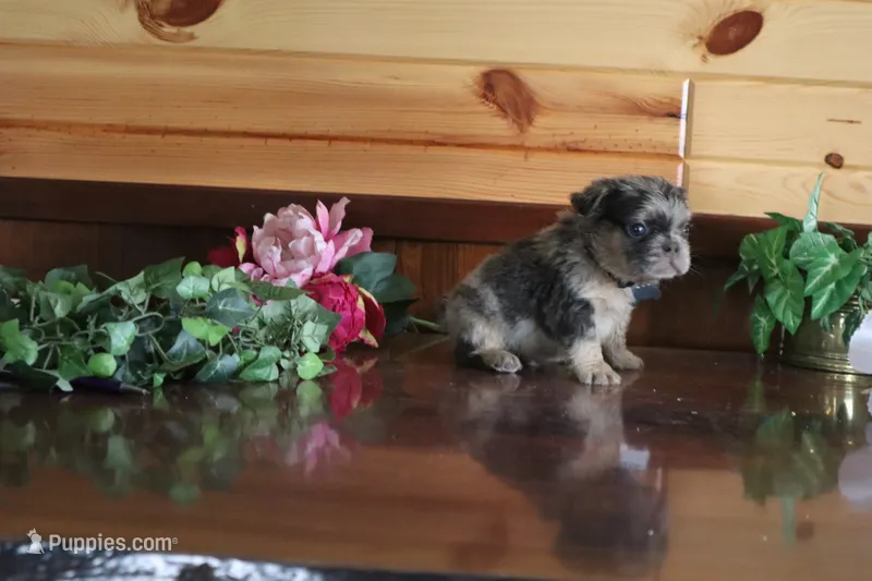Austin  – French Bulldog puppy for sale in Monroe, IN