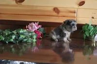 Austin , a male French Bulldog for sale in Monroe, IN – 1 of 3